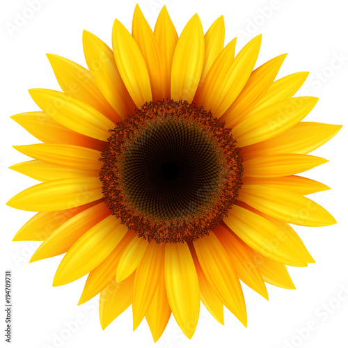 Sunflower flower isolated Fotobehang