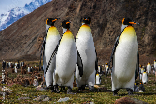 krolewiatka-pingwiny-na-poludniowej-gruzja-wyspie-antarctica