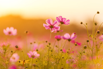 beautiful cosmos flowers blooming in garden