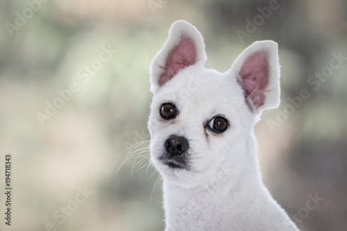 Little White Spitz Dog With Sad Eyes And Big Ears Short