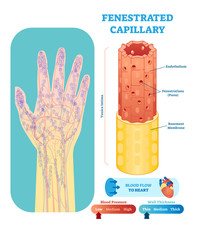 Poster - Fenestrated capillary anatomical vector illustration cross section. Circulatory system blood vessel diagram scheme on human hand silhouette. Medical educational information.