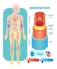 Poster - Medium vein anatomical vector illustration cross section. Circulatory system blood vessel diagram scheme on human body silhouette. Medical educational information. 