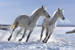 Winter white horses look great on white snow