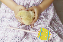 Little Girl's Hands Holding Fluffy Chick And Easter Egg. Happy Holidays. Colour Toning