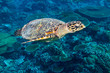 Meeresschildkröte hawksbill sea turtle im Meer Ozean Korallenriff hintergrund blau