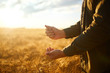 The Hands Of A Farmer Close-up Holding A Handful Of Wheat Grains In A Wheat Field. Copy Space Of The Setting Sun Rays On Horizon In Rural Meadow. Close Up Nature Photo Idea Of A Rich Harvest
