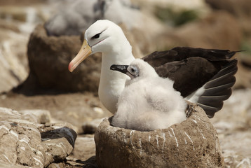 Wall Mural - close up of a black-browed albatross with a chick sitting in the nest