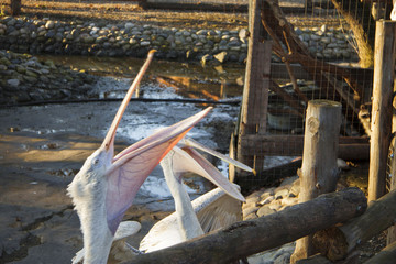 Two white pelicans catch a fish from customers of zoo