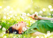 Beautiful young woman lying on the field in green grass and blowing dandelion flowers. Allergy free concept