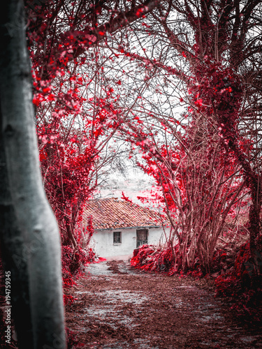 Fotografía Casa oculta en el bosque. Parres - Asturias