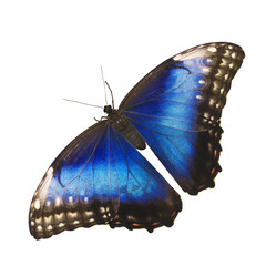 Wall Mural - Bright opalescent blue morpho butterfly, Morpho helenor marinita female, isolated on white background with wings open.