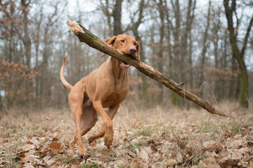 Wall Mural - Running funny hunter dog with big branch