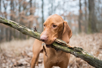 Wall Mural - Portrait of hungarian vizsla pointer dog with big branch