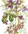 Watercolor hand drawn akebia quinata leaves and purple flowers on a white background. Botanical illustration.