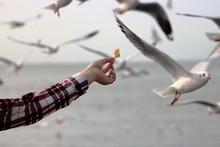Human's Hand Feeding Seagulls On The Seaside Background.