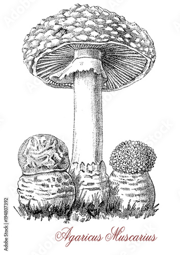 Vintage Engraving Of Agaricus Muscarius Or Amanita Muscaria Fairy Tale Fungus With Red Cap And White Spots Poisonous And Hallucinogenic Adobe Stock でこのストックイラストを購入して 類似のイラストをさらに検索 Adobe Stock