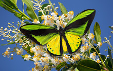 Butterfly Goliath Birdwing Or Ornithoptera Goliath On The Blossoming Alexandria Laurel Or Calophyllum Inophyllum With The Blue Sky As The Background