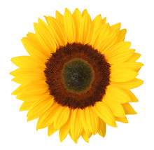 Sunflower Cutout Free Stock Photo - Public Domain Pictures