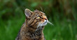 Scottish wild cat