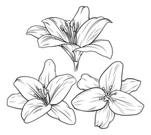 Lily Flower Illustration
