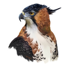 Ornate Hawk-eagle Watercolor Painting