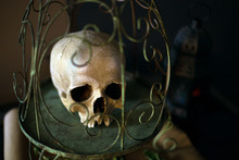 The Human Skull In The Birdcage. Gothic Concept. Vanitas