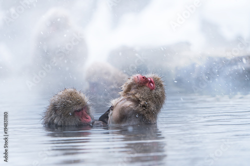 Fotomural Snow monkey bathing in hot water spring during winter, Japan