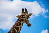 Fototapeta Zwierzęta - Close up of giraffe with a cloudy scenery in the background