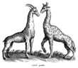 Two incorrectly portrayed giraffes in side view looking at each other, isolated on white background (after a vintage woodcut, illustration, engraving from the 17th century)