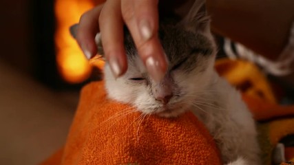 Wall Mural - Cute rescue kitten at the fireplace enjoying caresses of new owner, relaxing after cleaning - closeup