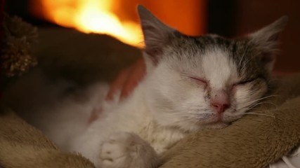 Wall Mural - Cute rescue kitten at the fireplace relaxing in new owner lap, closeup - slow dolly move