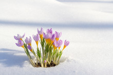 First Blue Crocus Flowers, Spring Saffron In Fluffy Snow