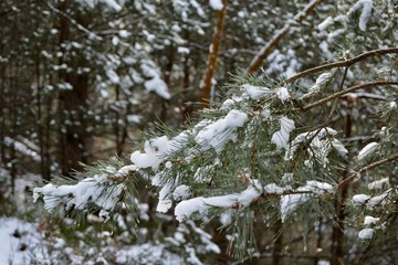 Schnee im Wald