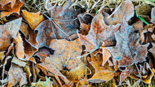 Morning Frost On Dry Leaf Leaves. Weather Conditions. Abstract Background
