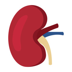 Wall Mural - human kidney organ part healthy vector illustration 