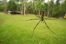 Golden Orb Web Spider  Giant Wood Spider Nephila Pilipes On Web With  Dew Drop