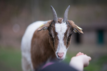 Cute goat