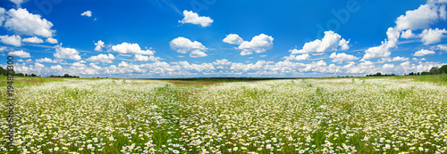 panorama spring  landscape with a flowering flowers on meadow