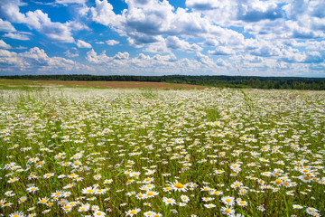 Sticker - spring rural landscape with a flowering flowers on meadow