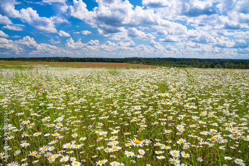 spring rural landscape with a flowering flowers on meadow