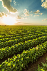 Wall Mural - Green ripening soybean field, agricultural landscape