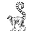 Zoo. African fauna. Lemur, madagascar. Hand drawn illustration for tattoo design, emblem, badge, t-shirt print. Engraving of wild animal. Classic vintage style image.