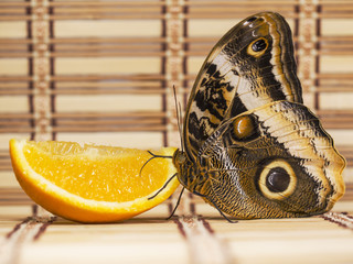 Wall Mural - The yellow-edged giant owl butterfly, Caligo atreus, is feeding on a slice of an orange fruit with wings closed. A big eyespots are seen on the wings. Straw overlay background