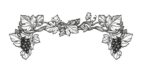 Canvas Print - ink sketch of grapes.