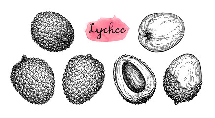 Canvas Print - ink sketch set of lychee fruits.