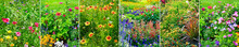 Set Panoramic Flowering Flowers.