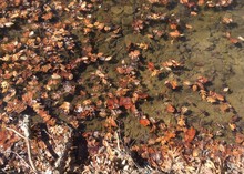 Sunlit Fallen Leaves In Creek