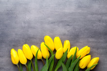 Yellow Spring Flowers, Tulip On A Gray Background.