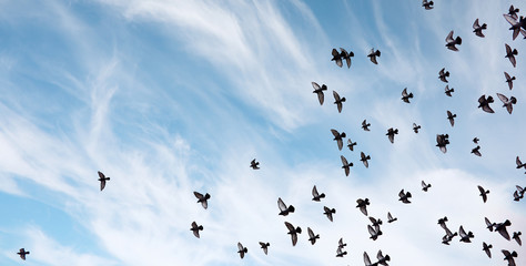 Canvas Afdrukken
 - A flock of pigeons flies across the sky. Birds fly against the s