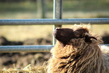 Sheep looking at sky